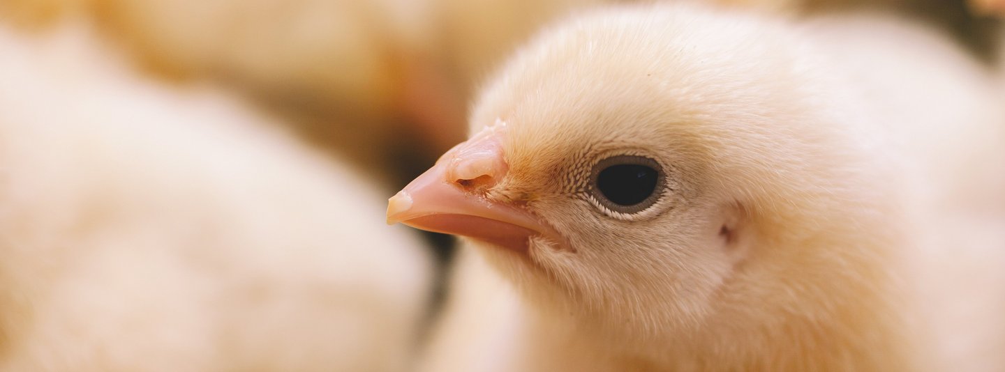 Nahaufnahme eines Kükens, das von weiteren Küken umgeben ist