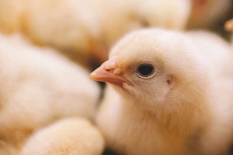 Nahaufnahme eines Kükens, das von weiteren Küken umgeben ist