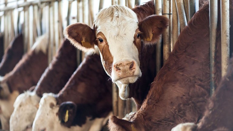 Kühe im Stall hinter Gitterstäben