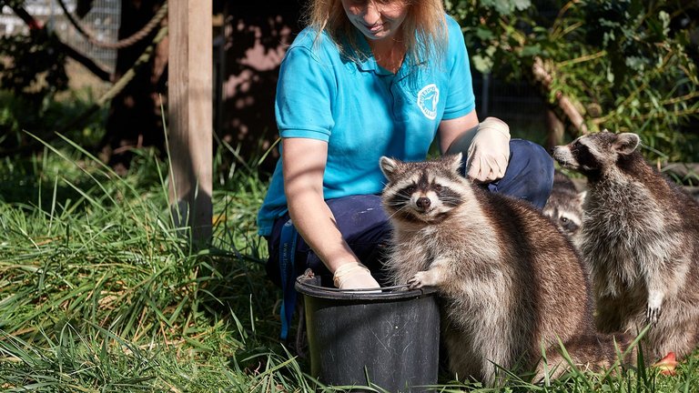 Tierpflegerin füttert zufriedene Waschbären aus Eimer im Tierschutzzentrum Weidelfeld