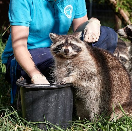 Tierpflegerin füttert zufriedene Waschbären aus Eimer im Tierschutzzentrum Weidelfeld