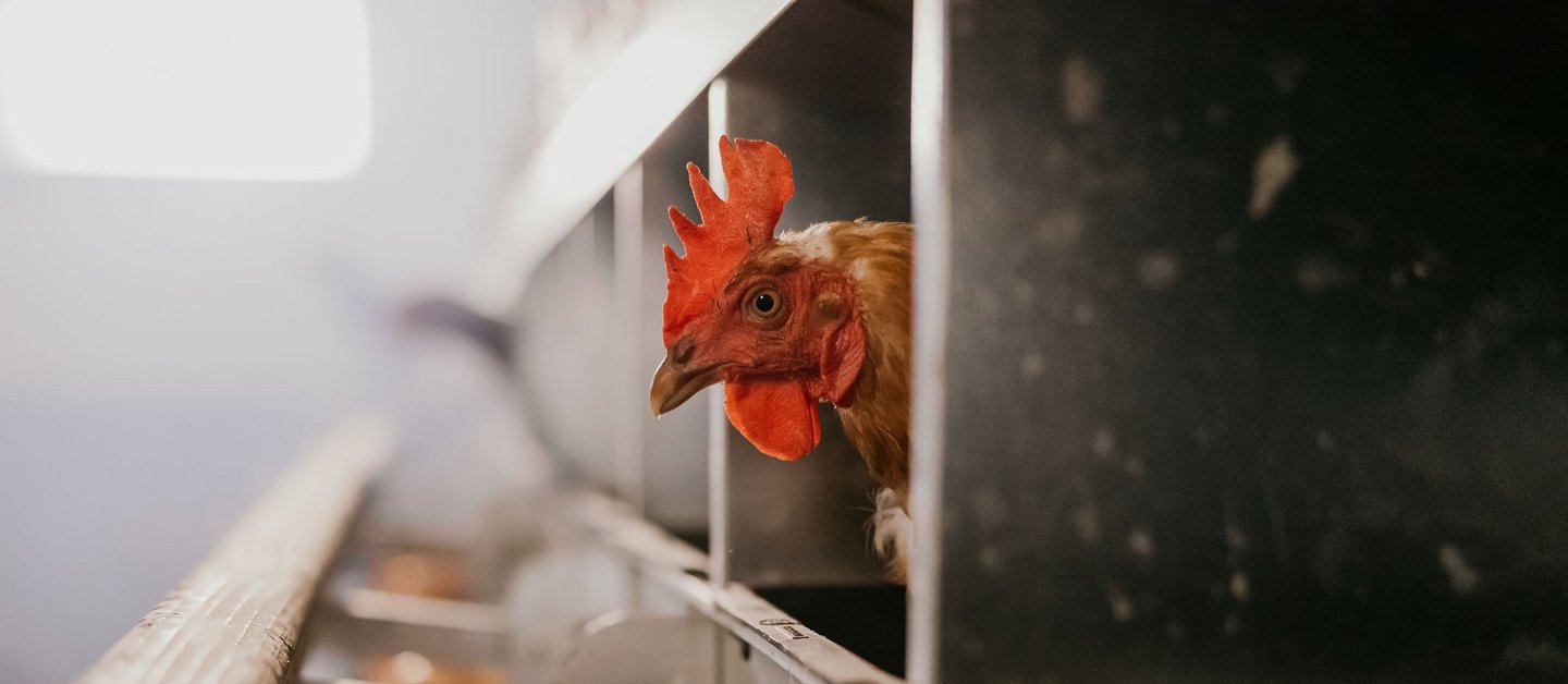Close up of hen with eggs poultry firm