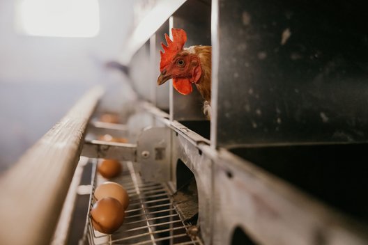 Close up of hen with eggs poultry firm