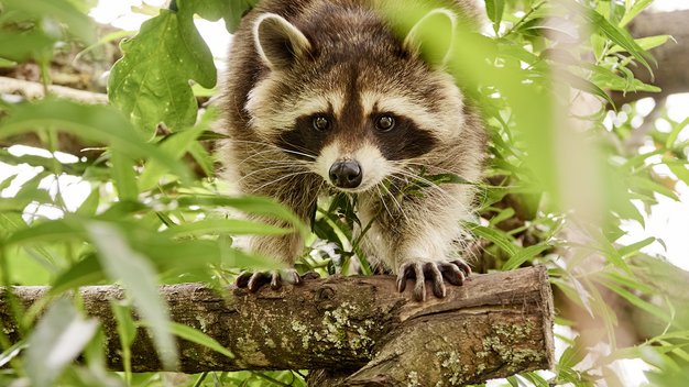 Waschbär Mia läuft über einen Ast auf die Kamera zu. Sie ist umgeben von grünen Blättern.