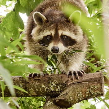 Waschbär Mia läuft über einen Ast auf die Kamera zu. Sie ist umgeben von grünen Blättern.