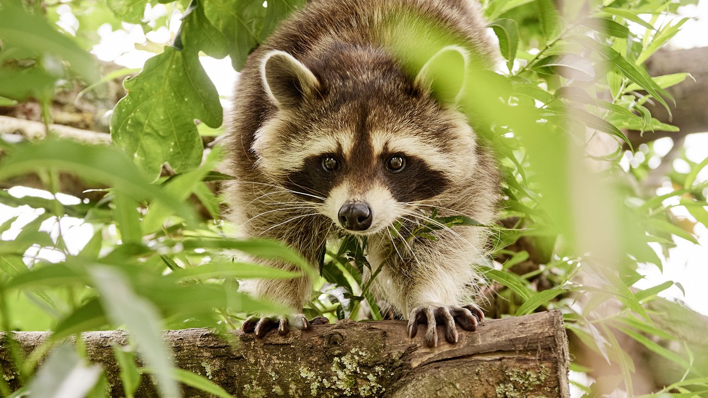 Waschbär Mia läuft über einen Ast auf die Kamera zu. Sie ist umgeben von grünen Blättern.