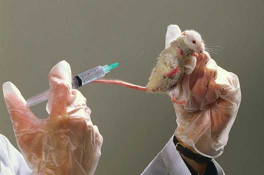 Eine Labormaus wird in der linken Hand eines Kittelträgers hochgehalten. Mit der rechten Hand wird eine Spritze auf die Maus gerichtet. 