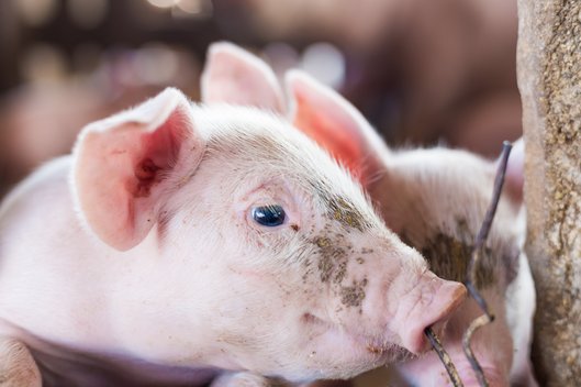 Nahaufnahme eines süßen Ferkels, das seitlich in die Kamera guckt