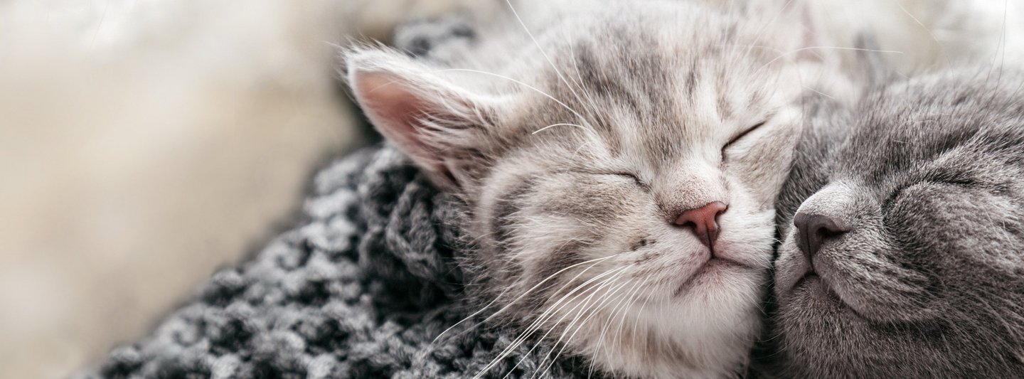 Zwei kleine kuschelnde Katzen in einer grauen Decke
