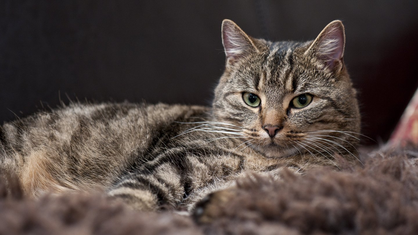 Getigerte Katze auf der Seite liegend