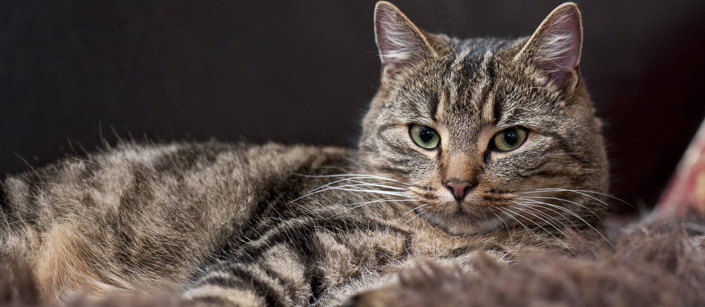 Getigerte Katze auf der Seite liegend