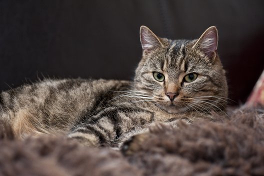 Getigerte Katze auf der Seite liegend
