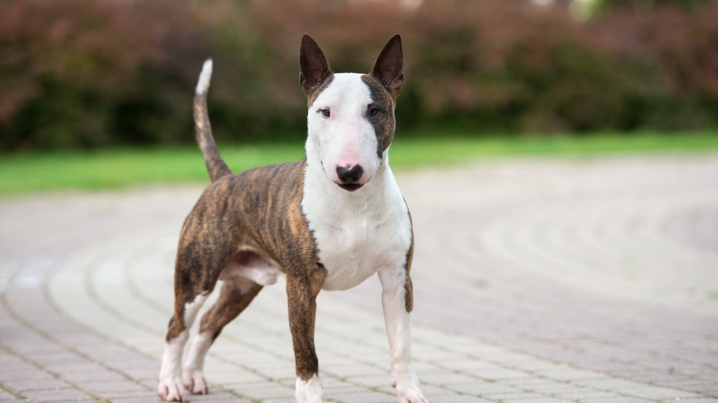 Ein Bullterrier auf einer Straße stehend