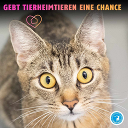 Sharepic, das eine getigerte Katze portraitiert und mit bunten Lettern sagt: "Gebt Tierheimtieren eine Chance"