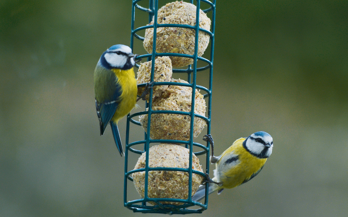 Zwei Blaumeisen an Meisenknödeln