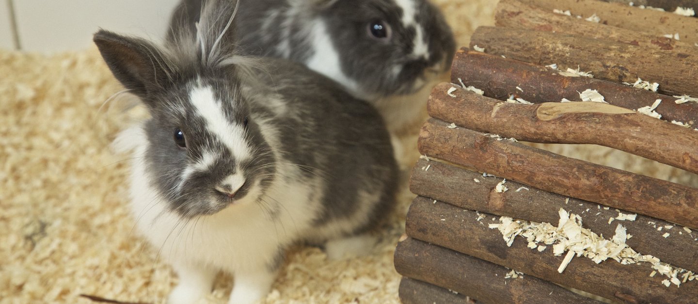 Zwei grau-weiße Zwergkaninchen im Einstreu neben einem Holzhäuschen