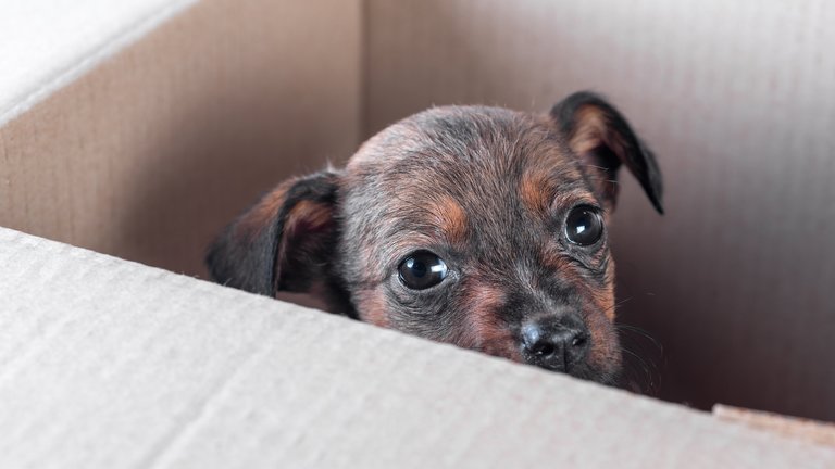 Trauriger Hundewelpe schaut aus Pappkarton als Symbol für illegalen Welpenhandel