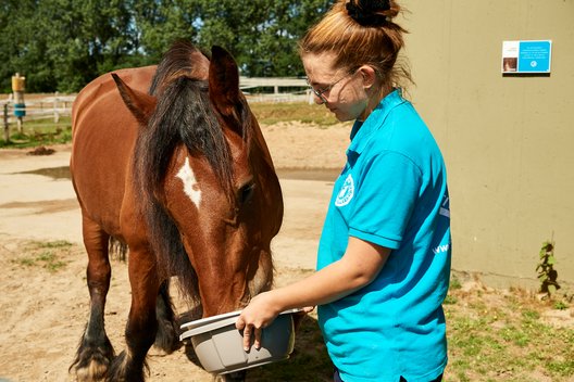 Tierpflegerin im Tierschutzzentrum Weidefeld füttert ein Pferd