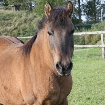 Stute Bella steht auf ihrer Weide in Weidefeld und schaut in die Kamera. 