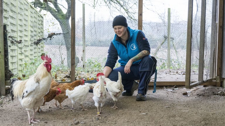 In einem weiltäufigen Gehege kümmert sich ein Tierpfleger um die Hühner
