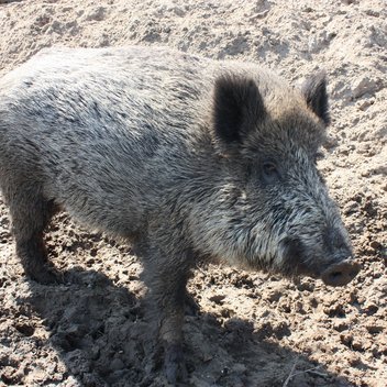 Wildschwein Miss Marple steht vor ihrer Suhle