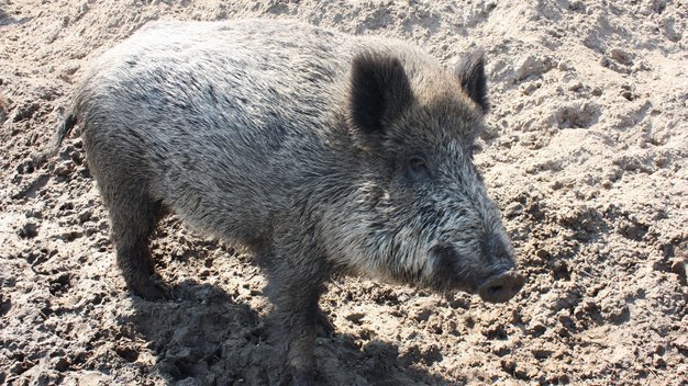 Wildschwein Miss Marple steht vor ihrer Suhle