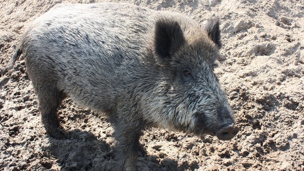 Wildschwein Miss Marple steht vor ihrer Suhle