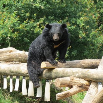 Kragenbär Serenus sitzt auf einem Holzstamm in seinem Gehege in Weidefeld.