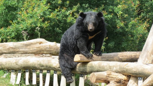 Kragenbär Serenus sitzt auf einem Holzstamm in seinem Gehege in Weidefeld.