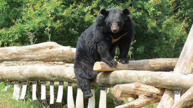Kragenbär Serenus sitzt auf einem Holzstamm in seinem Gehege in Weidefeld.
