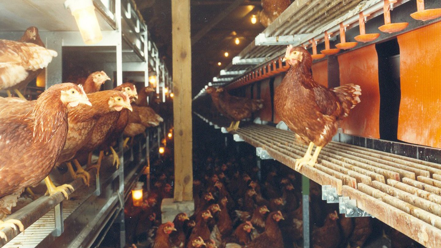 Legehennen in der Voliere in Bodenhaltung
