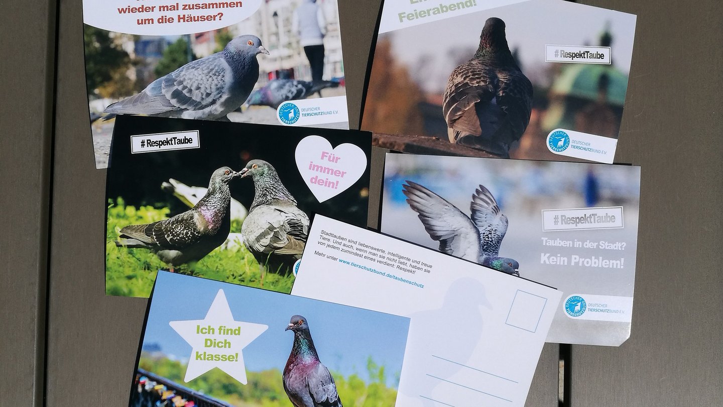 Verschiedene Postkatzen mit Taubenmotiven.