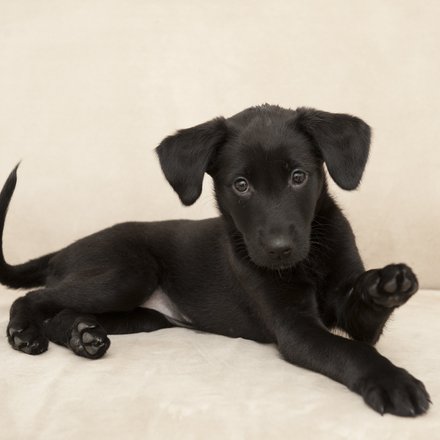Schwarzer Hundewelpe liegt auf einem Sofa