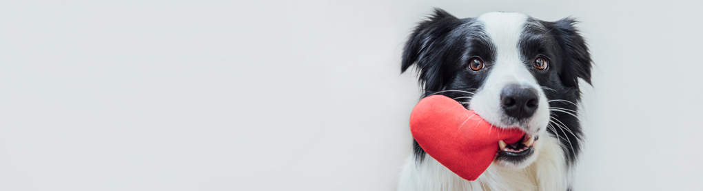 Border Collie trägt rotes Stoffherz in der Schnauze