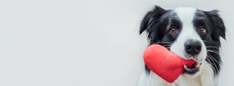 Border Collie trägt rotes Stoffherz in der Schnauze