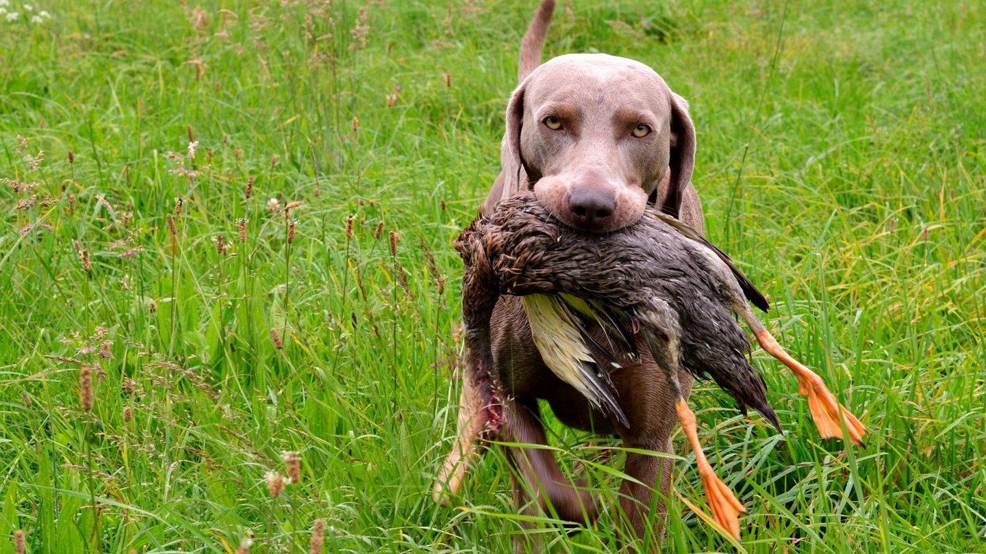 Jagdhund apportiert eine bei der Jagd erschossene Ente