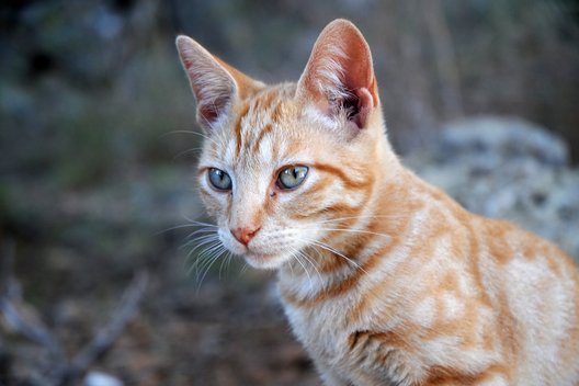 Straßenkatze auf Mallorca