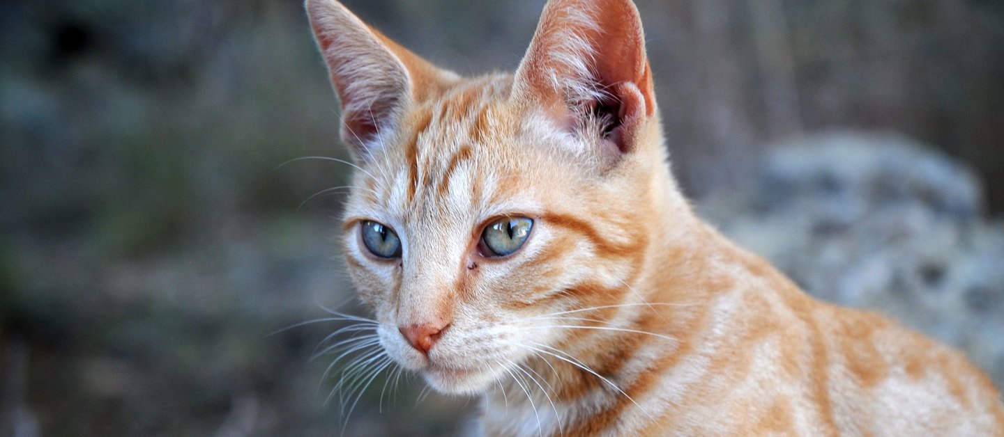 Straßenkatze auf Mallorca