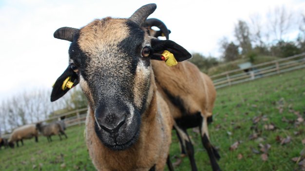 Portrait von Schafdame Kimya vor einer Wiese