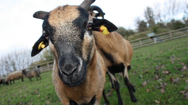 Portrait von Schafdame Kimya vor einer Wiese