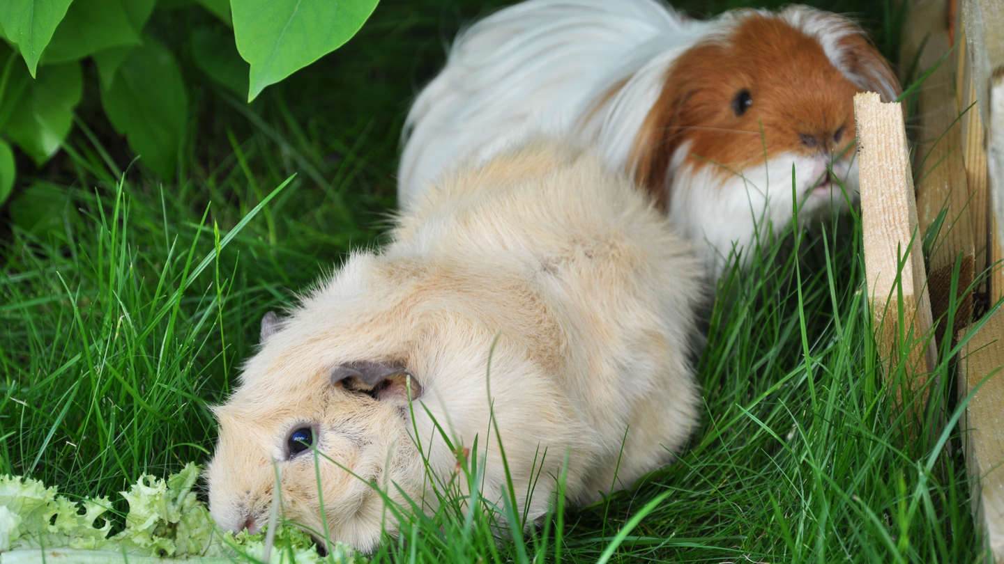 Zwei Meerschweinchen in einem Außengehege