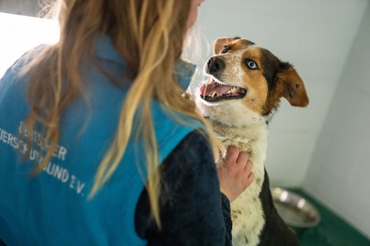 Aus Odessa evakuierter Hund springt fröhlich Tierpflegerin in Weidefeld an
