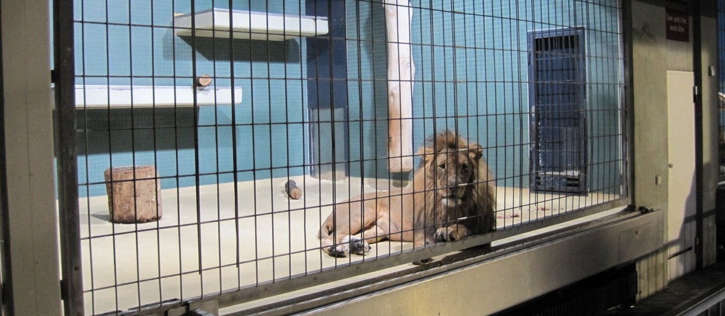 Ein einzelner Löwe liegt in einem Zoogehege hinter Gittern