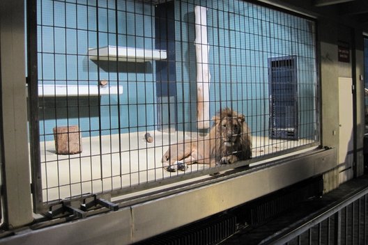 Ein einzelner Löwe liegt in einem Zoogehege hinter Gittern