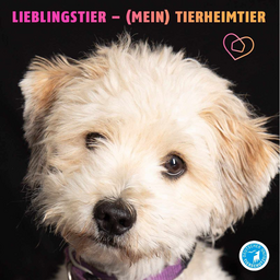 Sharepic mit dem Portrait eines weißen Hundes vor schwarzem Hintergrund und mit der bunten Aufschrift "Lieblingstier - Mein Tierheimtier"