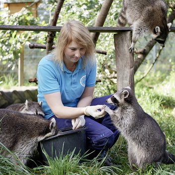 Tierpflegerin füttert die Waschbären in Weidefeld