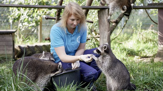 Tierpflegerin füttert die Waschbären in Weidefeld