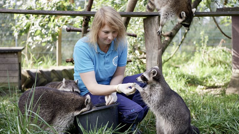 Tierpflegerin füttert die Waschbären in Weidefeld