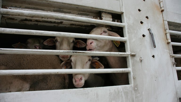 Tiertransporter mit Schafen eng aneinander gepfercht