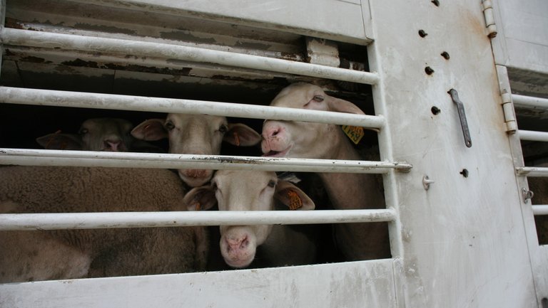 Tiertransporter mit Schafen eng aneinander gepfercht